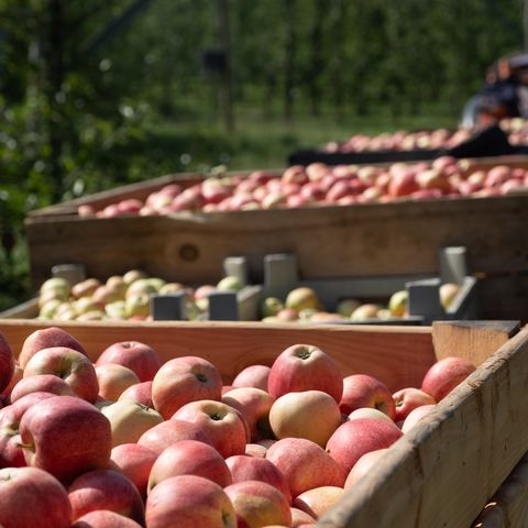 Apfelernte in der Rhein-Voreifel