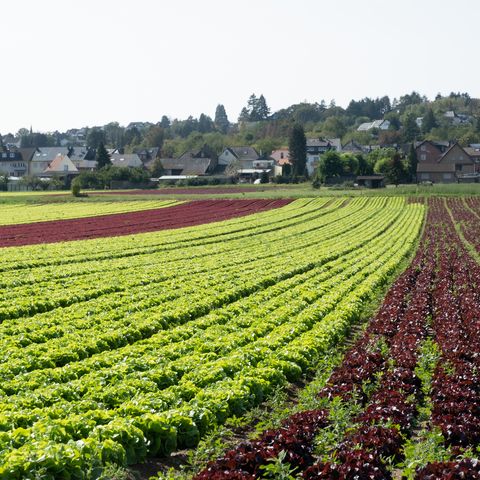 Salatfeld im Vorgebirge 