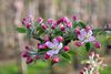 Blüten im Frühjahr 