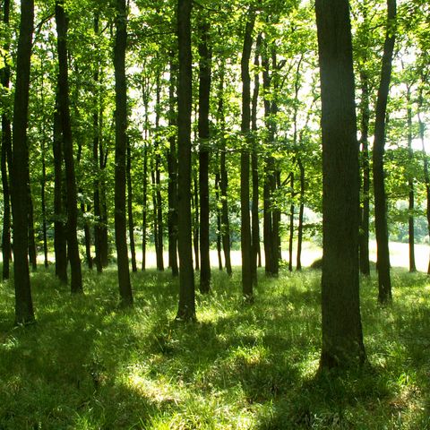 Wald im Naturpark Rheinland