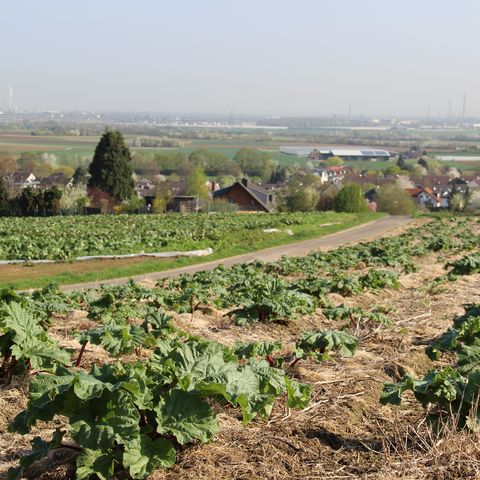 Gemüsefeld Bornheim